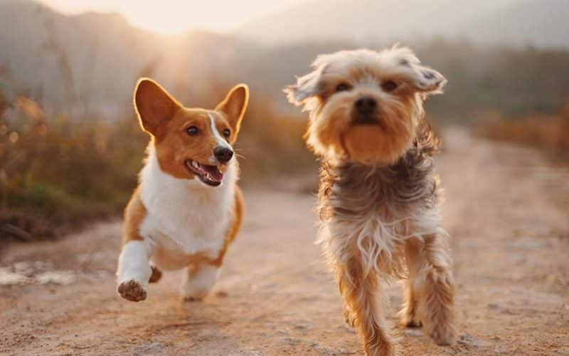 Multi-Pet Households How to Introduce a New Puppy to Your Other Pets Successfully