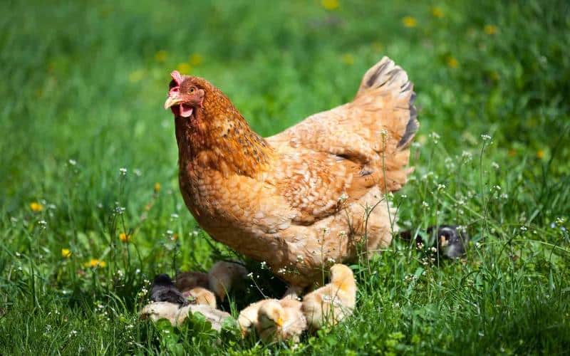 chicken puns