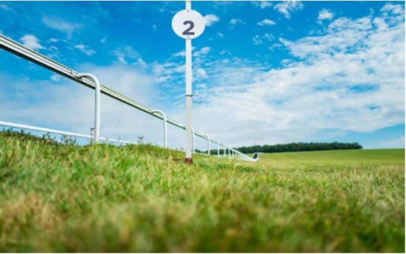 Will anyone stop Constitution Hill in the Champion Hurdle