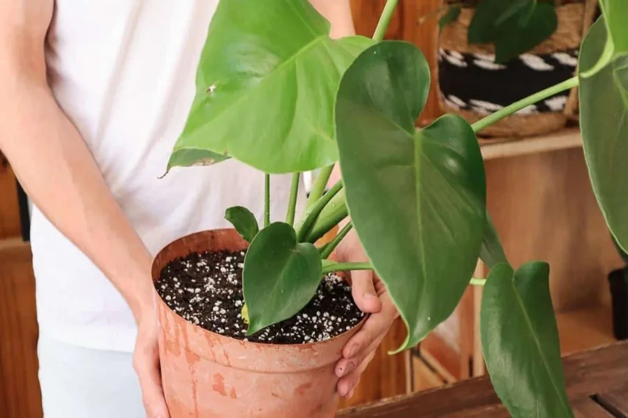 How To Repot A Monstera Simple Steps For Healthy Plant Growth