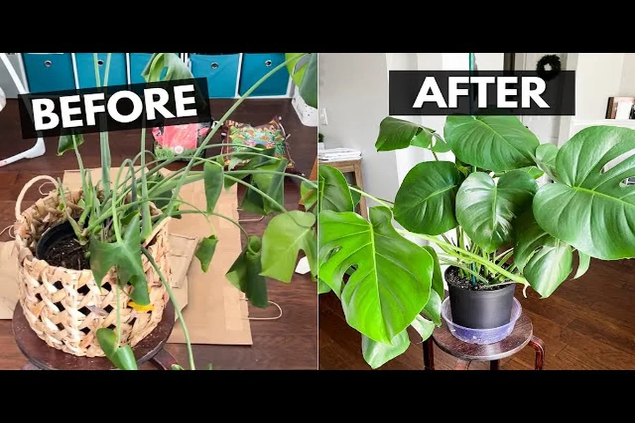 How To Repot A Monstera Simple Steps For Healthy Plant Growth