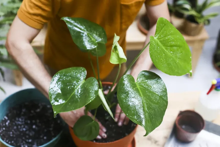 How To Repot A Monstera Simple Steps For Healthy Plant Growth